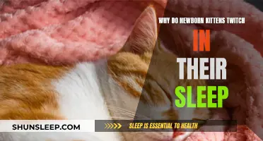 Newborn Kittens Twitching in Sleep: What Does it Mean?