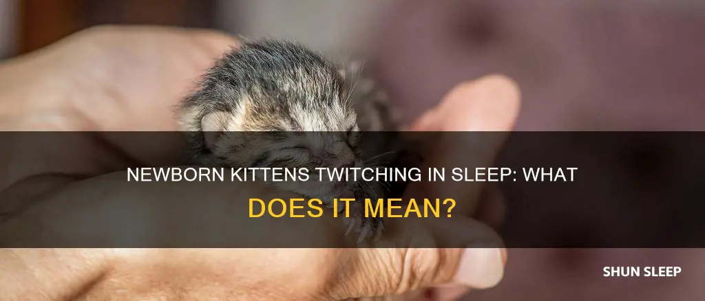 why do newborn kittens twitch in their sleep