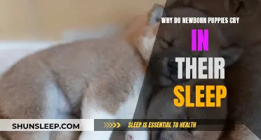 Newborn Puppies' Sleep: Why the Tears?
