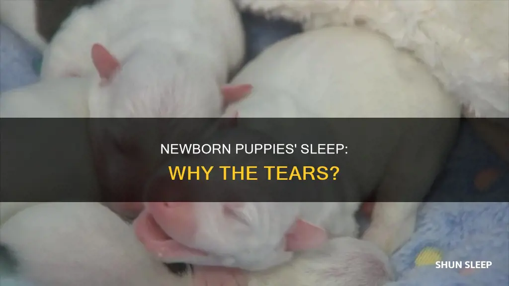why do newborn puppies cry in their sleep