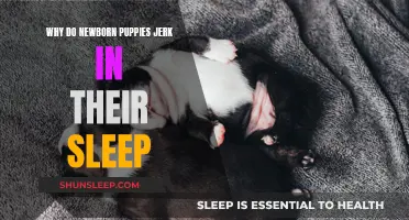 Newborn Puppies' Sleep Jerks: What Does It Mean?
