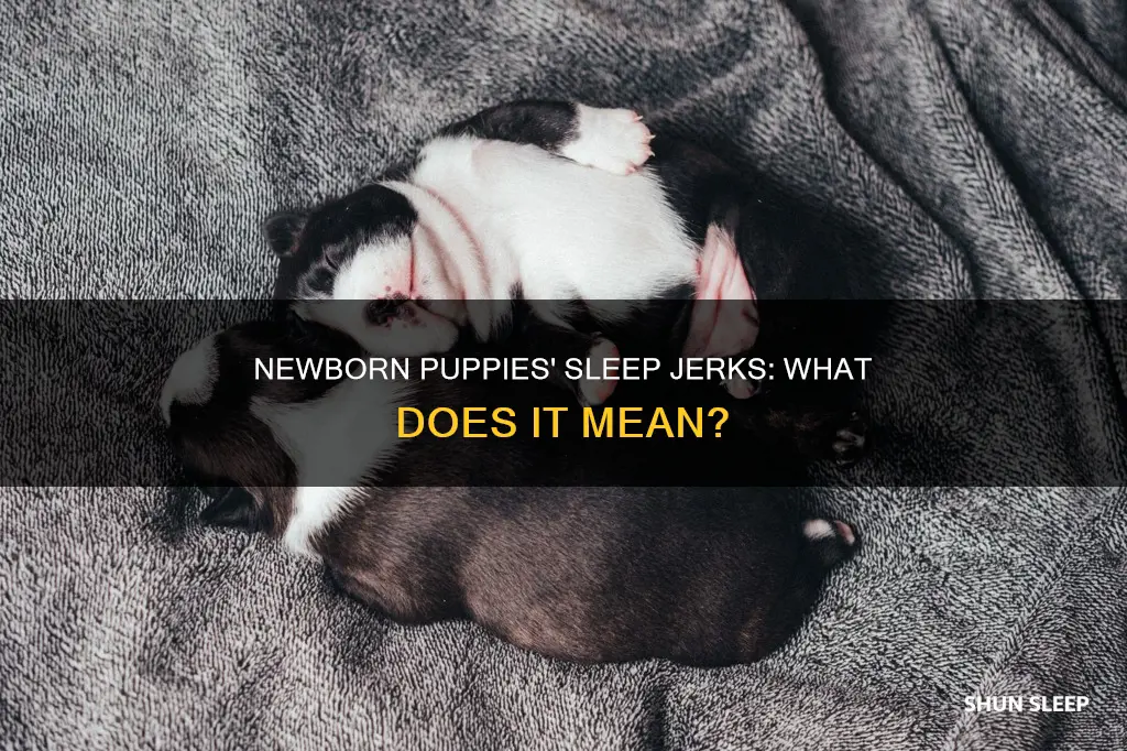 why do newborn puppies jerk in their sleep