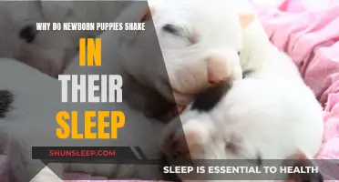 Newborn Puppies Shaking in Sleep: What Does it Mean?
