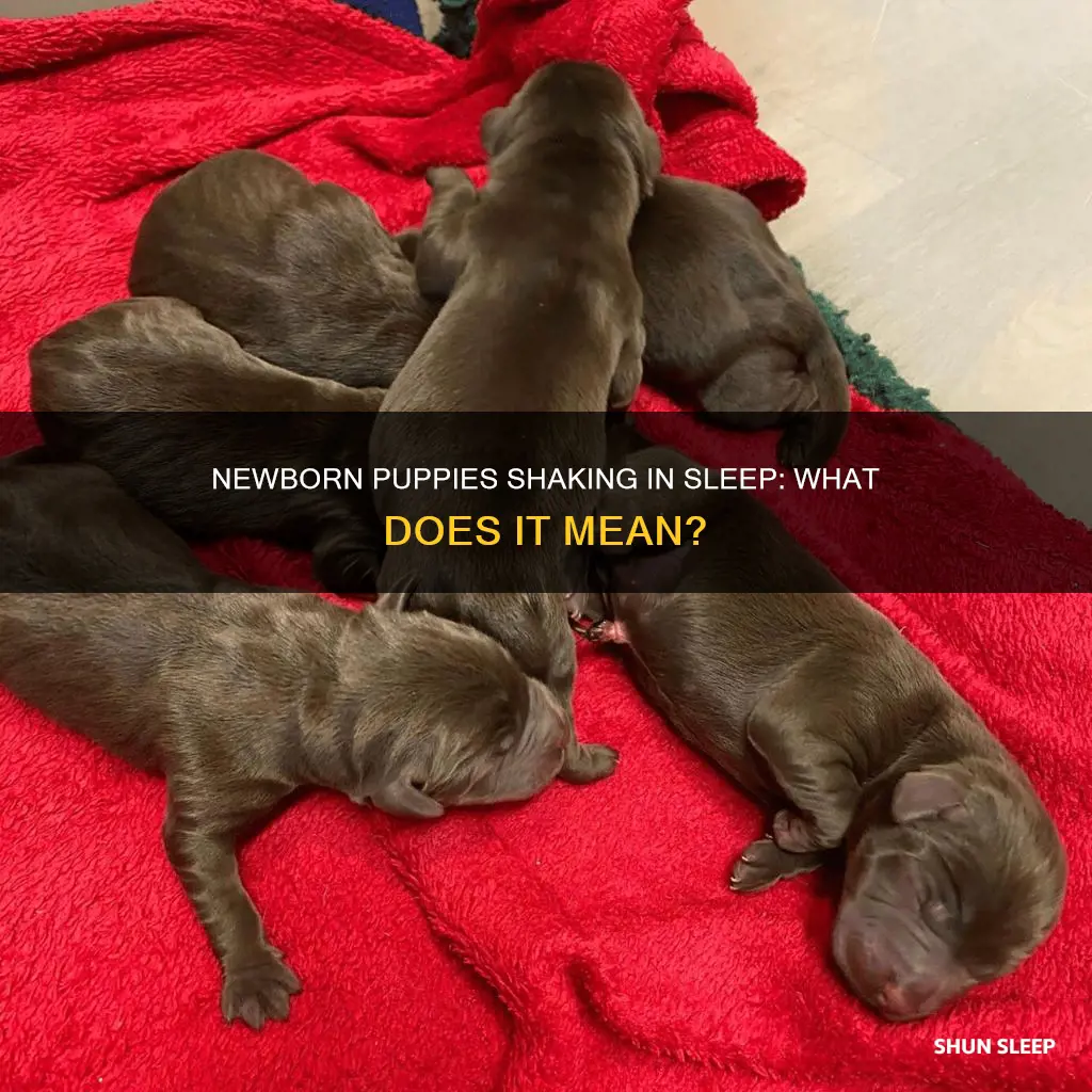 why do newborn puppies shake in their sleep