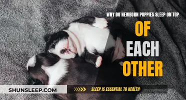 Puppies' Sleeping Habits: Why They Sleep on Each Other