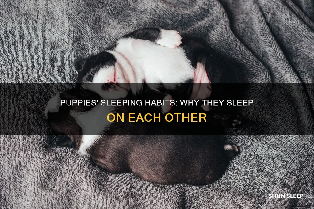 why do newborn puppies sleep on top of each other