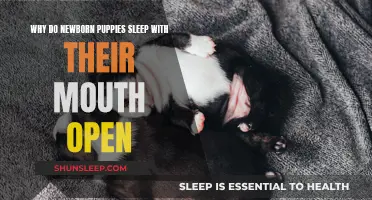 Puppies Sleep With Mouth Open: Here's Why