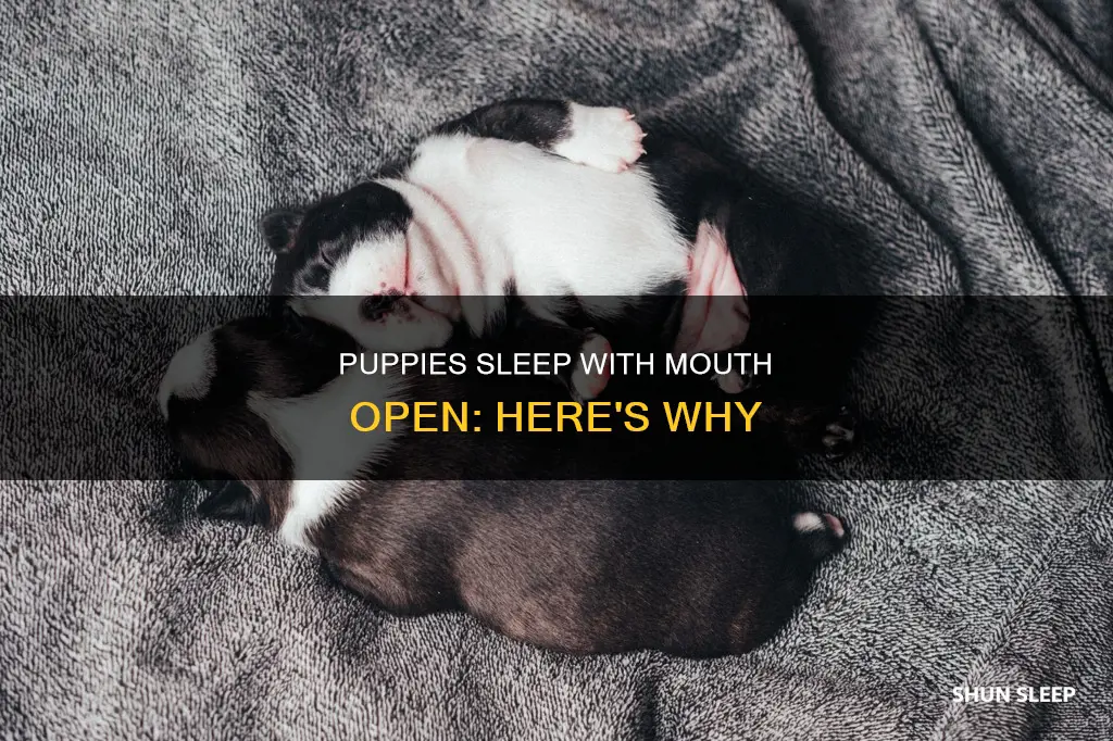 why do newborn puppies sleep with their mouth open