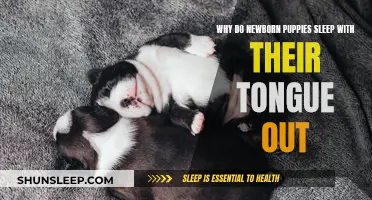 Puppies Sleeping With Tongues Out: What's the Reason?