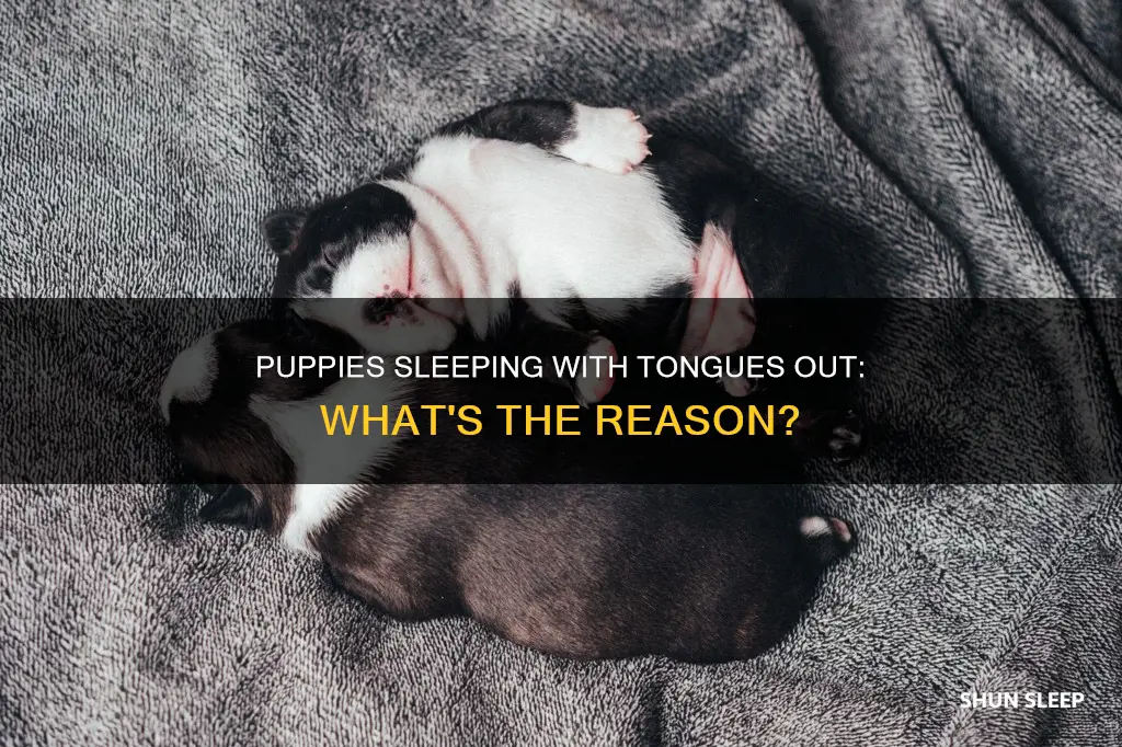 why do newborn puppies sleep with their tongue out