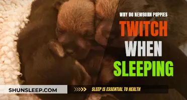 Newborn Puppies Twitching in Sleep: A Natural Phenomenon?