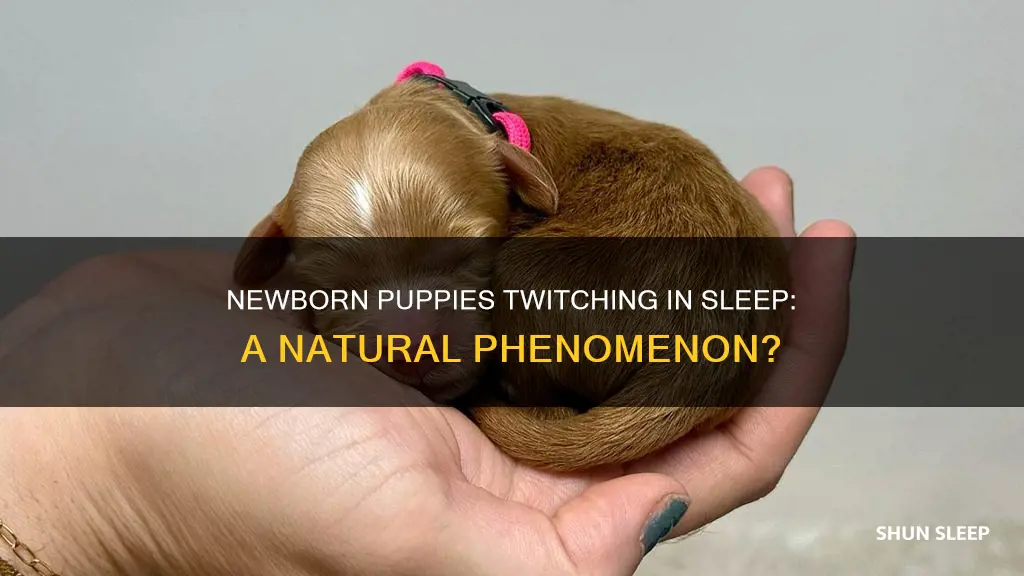why do newborn puppies twitch when sleeping