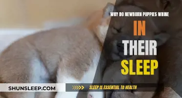 Newborn Puppies Whining in Sleep: What Does it Mean?
