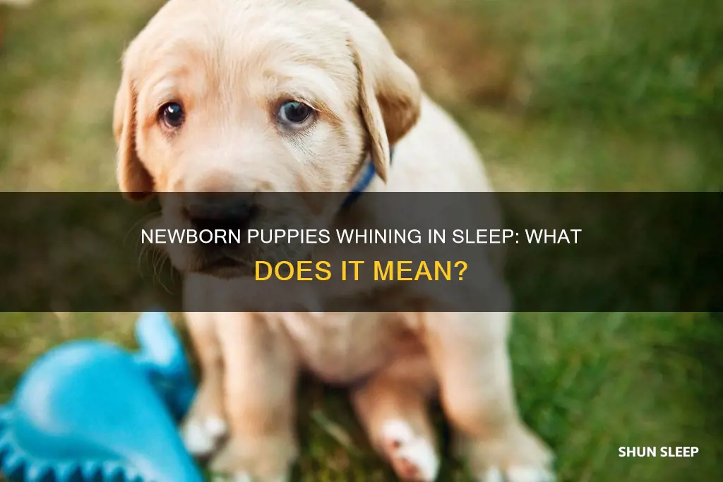 why do newborn puppies whine in their sleep