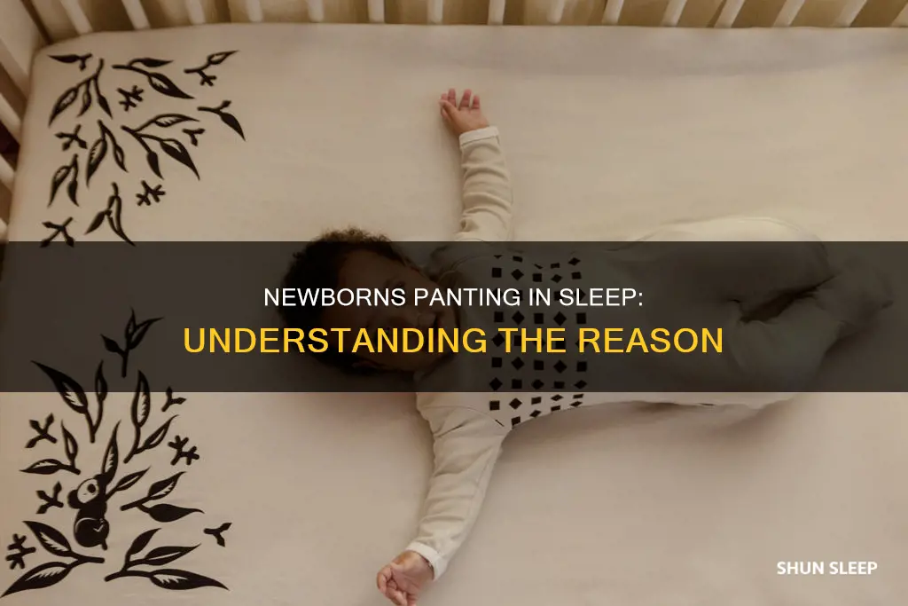 why do newborns pant in their sleep