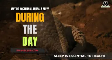 Nocturnal Naps: Why Do Animals Sleep Through the Day?