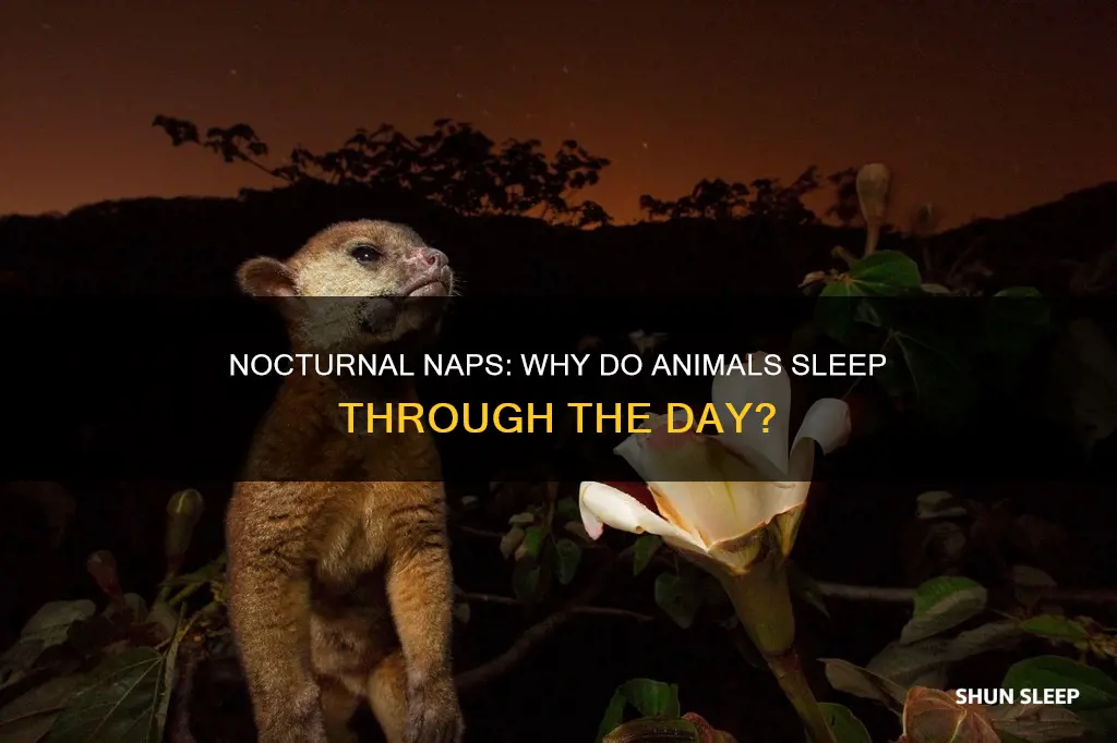 why do nocturnal animals sleep during the day