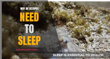 The Mystery of Sleep in Octopuses Unveiled