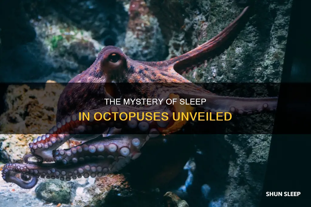 why do octopus need to sleep