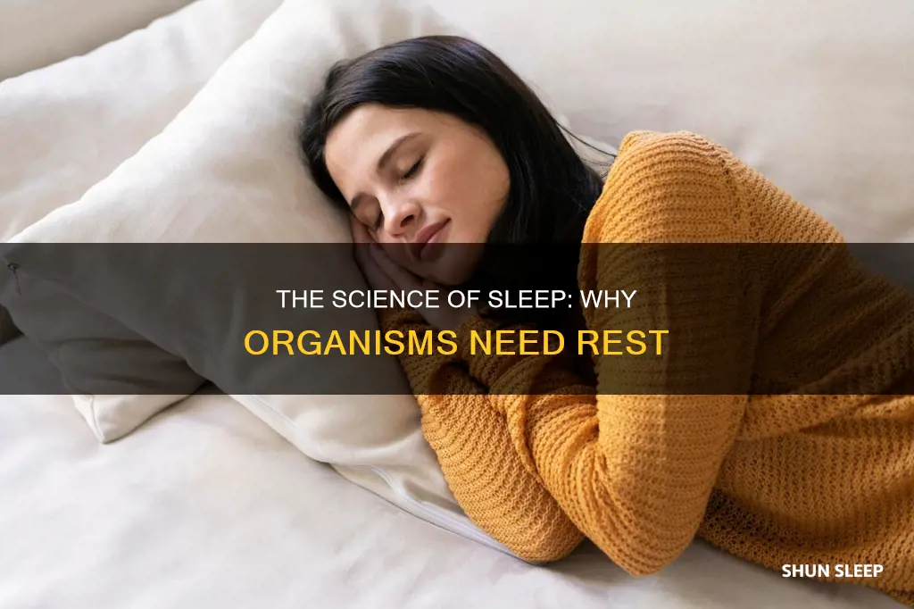 why do organisms need sleep