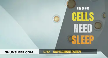 Cells Need Sleep: The Science Behind Cellular Restoration
