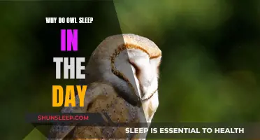 Owls' Nocturnal Habits: Why They Sleep During the Day