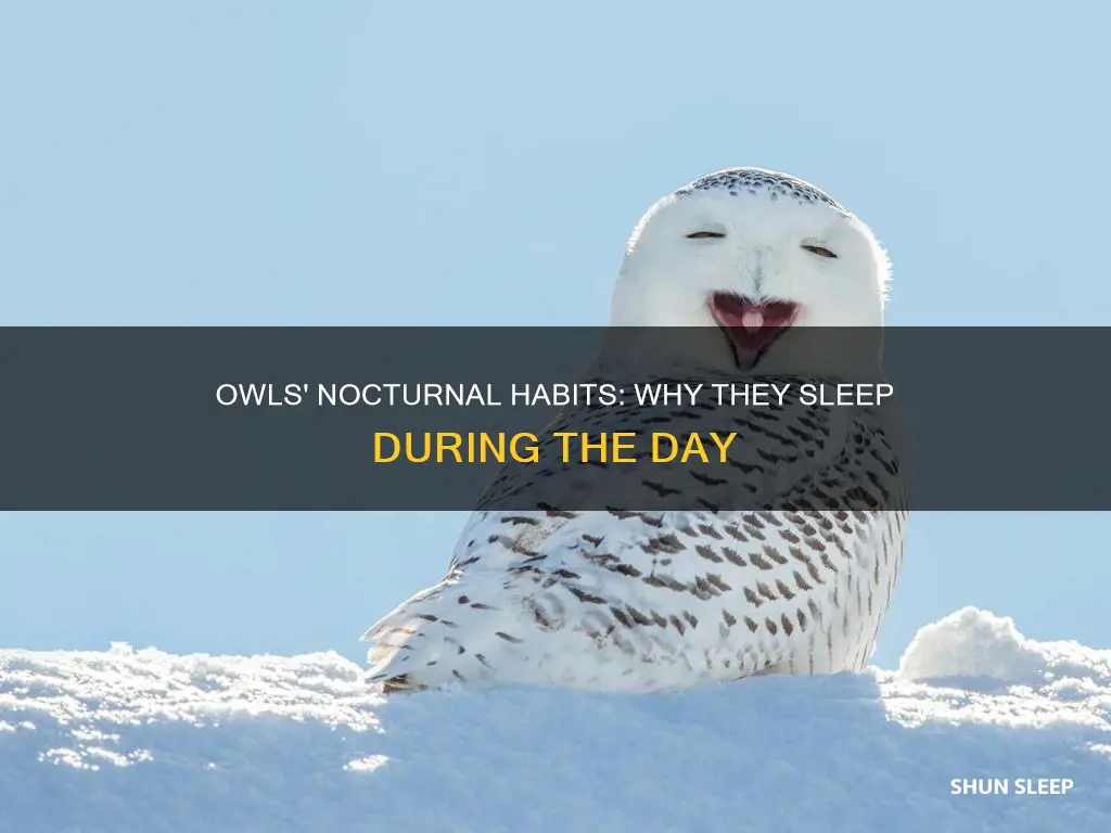 why do owl sleep in the day