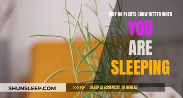 How Plants Grow While You Sleep