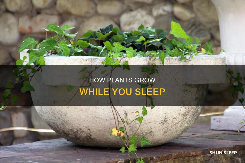 why do plants grow better when you are sleeping