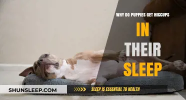 Why Puppies Get Hiccups During Sleep: Causes and Solutions