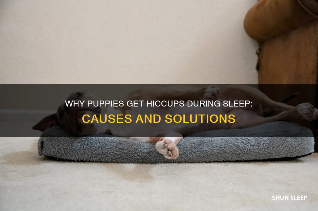 why do puppies get hiccups in their sleep