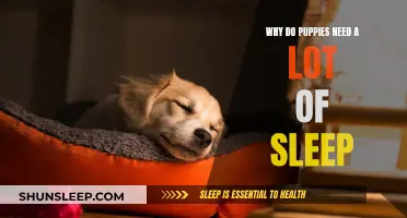 Puppies Need Sleep: Their Growth and Development Depends on It