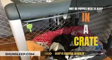 Crate Training Puppies: Why They Need Their Own Space