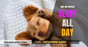 Puppies' Sleep Patterns: Understanding Their Daily Dozes