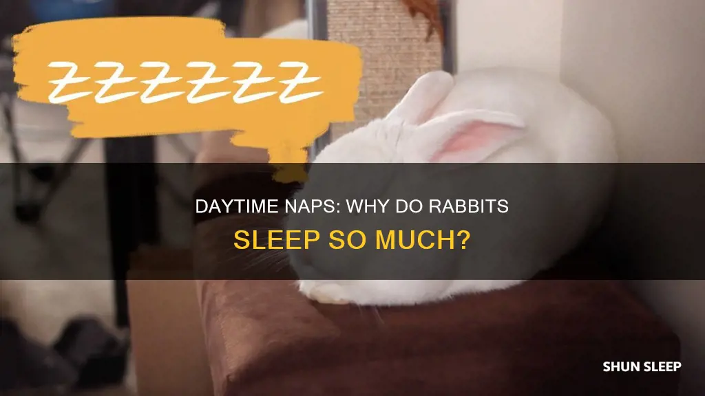 why do rabbits sleep during the day