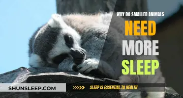 Smaller Animals, Longer Sleep: Why is it so?