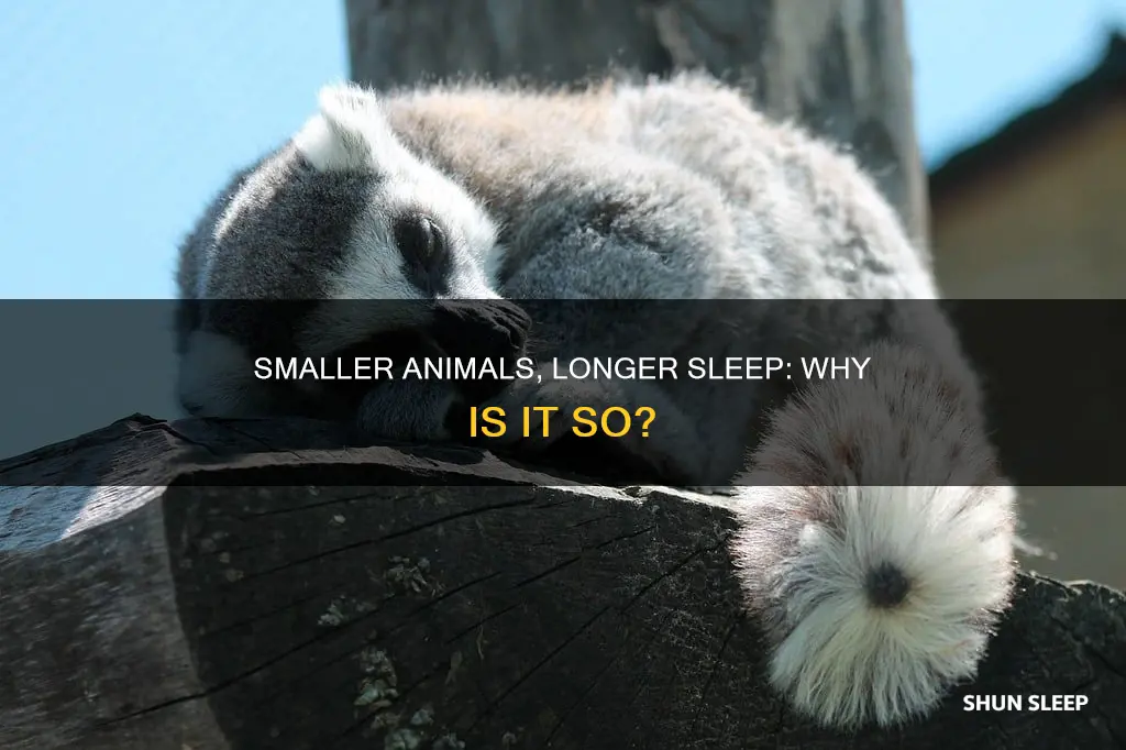 why do smaller animals need more sleep