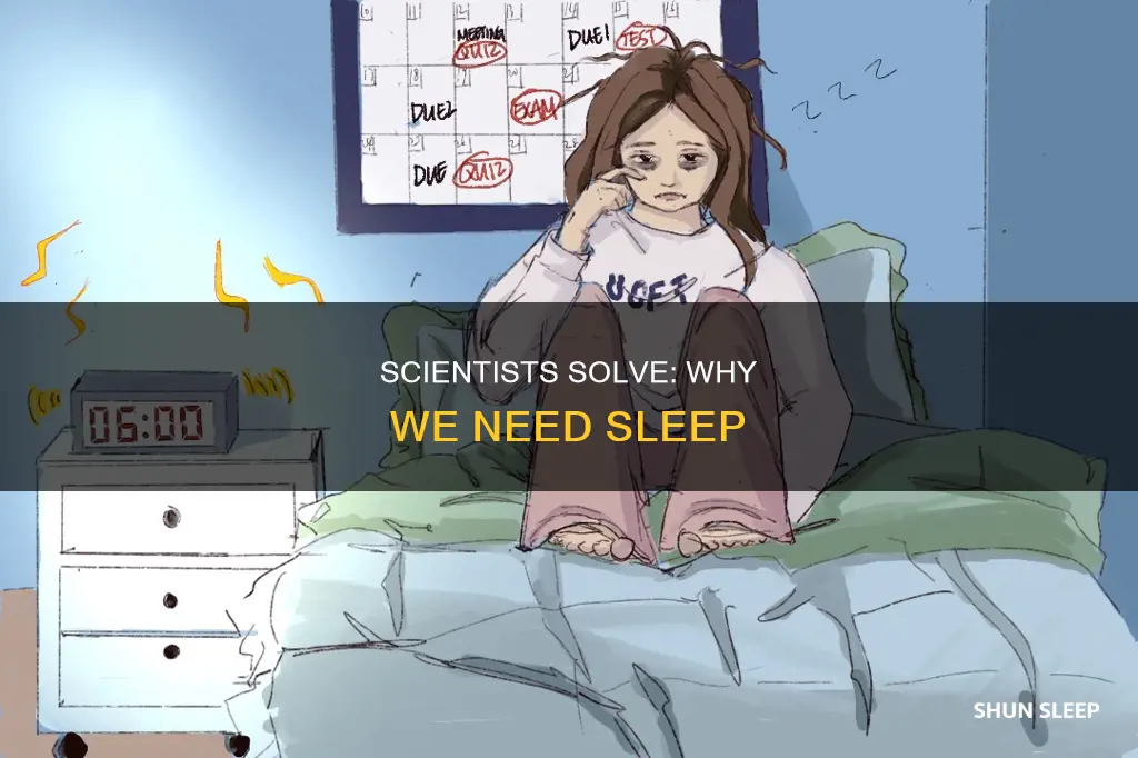 why do we need sleep israeli scientists solve the mystery