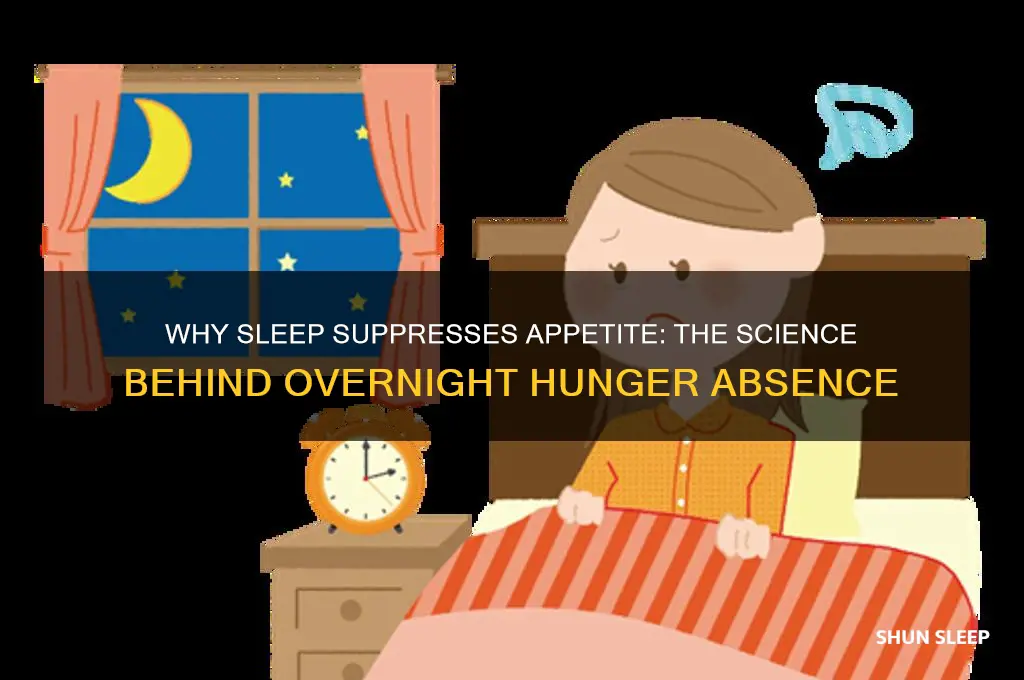 why do we not get hungry when we sleep