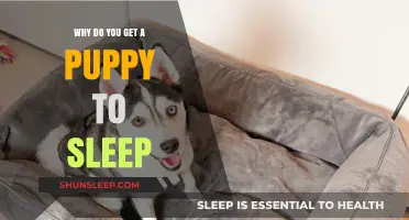 Why Puppies Need Sleep: Understanding Their Rest Patterns and Benefits