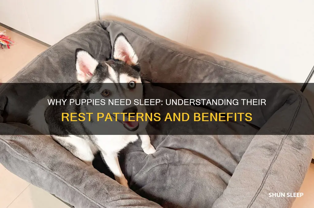 why do you get a puppy to sleep