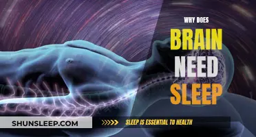 Brain Recharge: Sleep's Essential Role in Brain Function