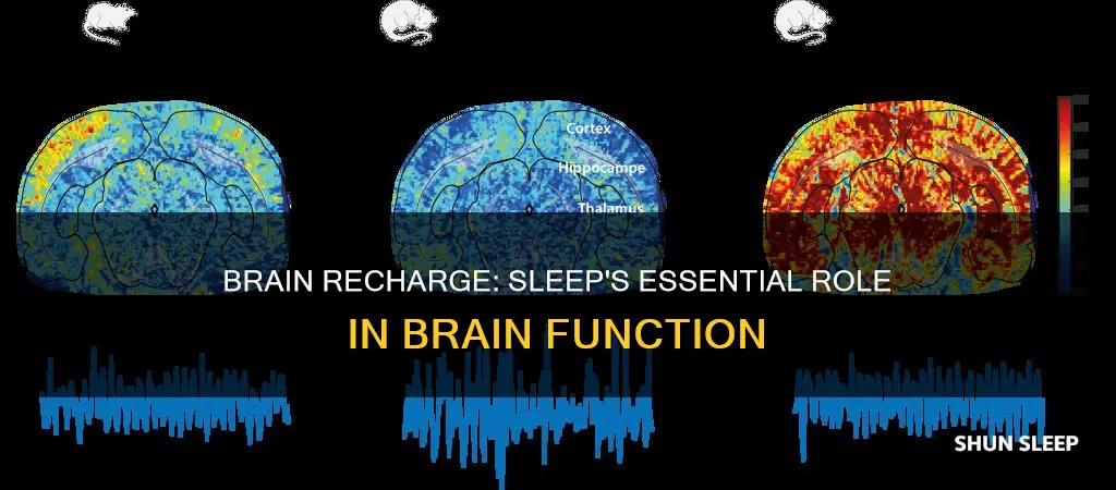 why does brain need sleep