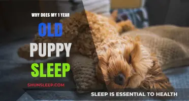 Puppies Need More Sleep Than You Think