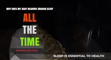 Understanding Your Baby Bearded Dragon's Sleep Patterns and Needs