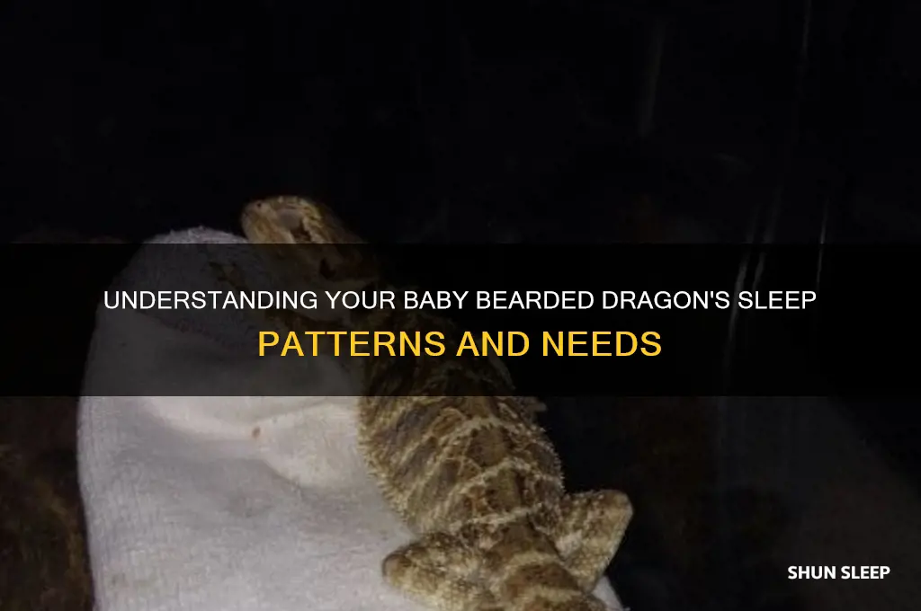 why does my baby bearded dragon sleep all the time
