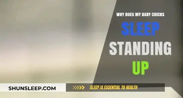 Why Do Baby Chicks Sleep Standing Up? Surprising Facts Revealed