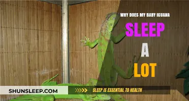 Understanding Your Baby Iguana's Sleep Patterns: Causes and Concerns