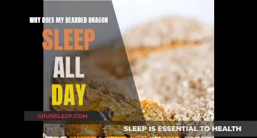 Bearded Dragon Sleep: Why Do They Snooze All Day?