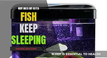 Betta Fish Sleeping: Why and What to Do
